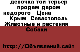 девочка той терьер продам даром недорого › Цена ­ 10 000 - Крым, Севастополь Животные и растения » Собаки   